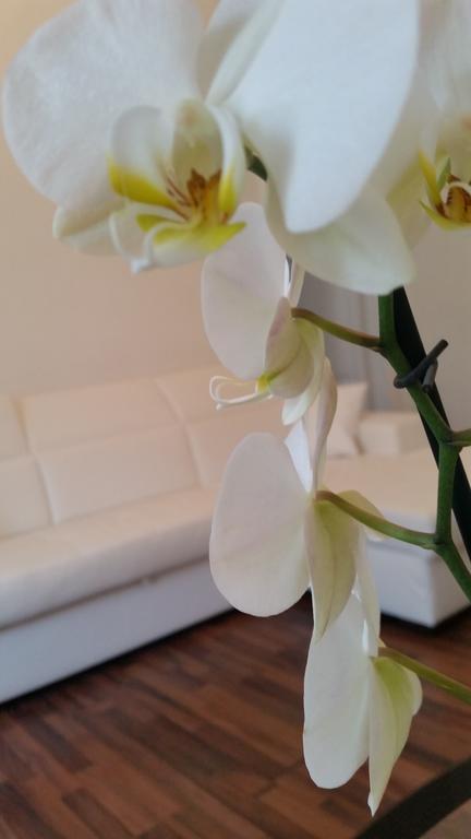 Trastevere Four Seasons Valadier Ρώμη Εξωτερικό φωτογραφία